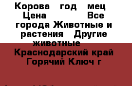 Корова 1 год 4 мец › Цена ­ 27 000 - Все города Животные и растения » Другие животные   . Краснодарский край,Горячий Ключ г.